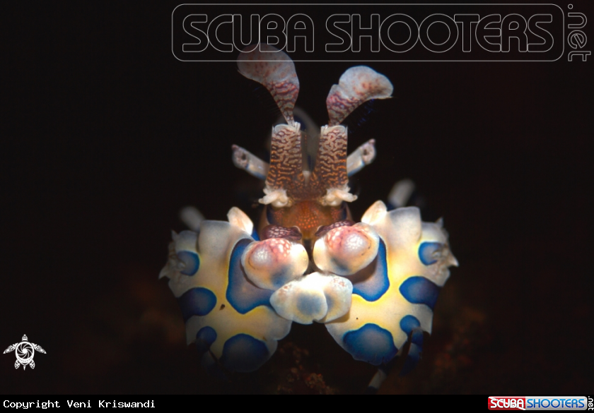 A Harlequin shrimp