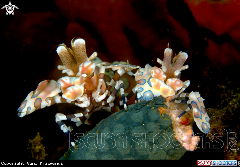 A Harlequin shrimp