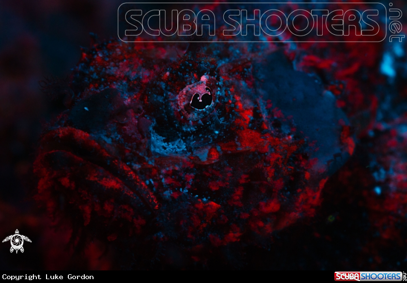 A Flasher Scorpionfish