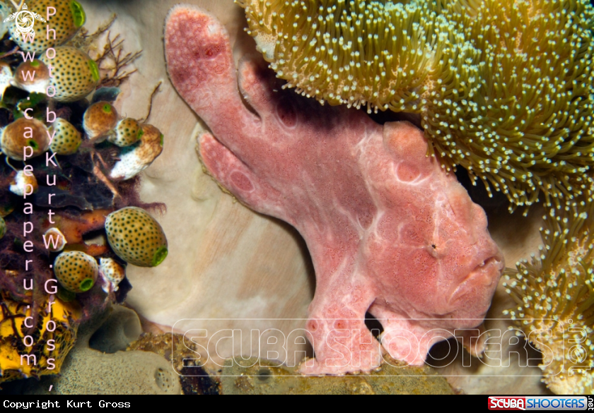 A Giant Frogfish