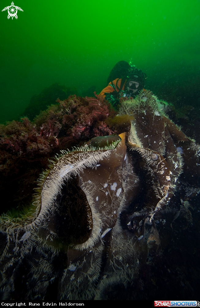 A Marine reserve