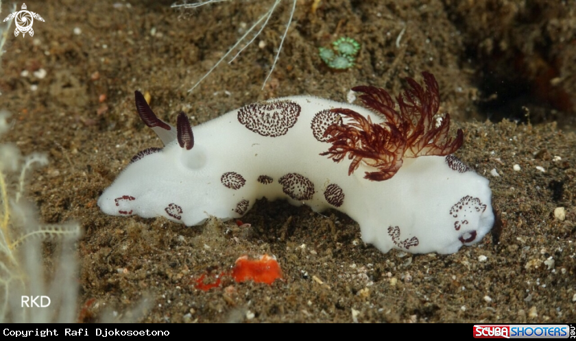 A Nudi Branch