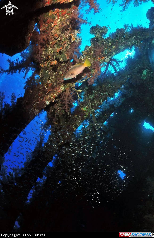 A Carnatic shipwreck
