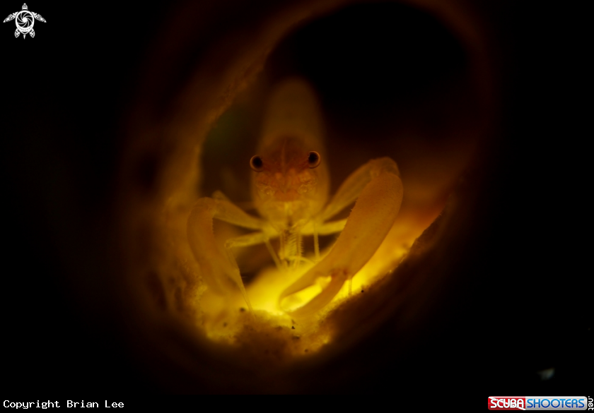 A Sponge Shrimp