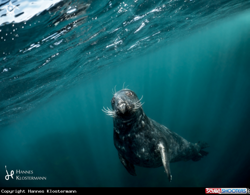 A Grey Seal