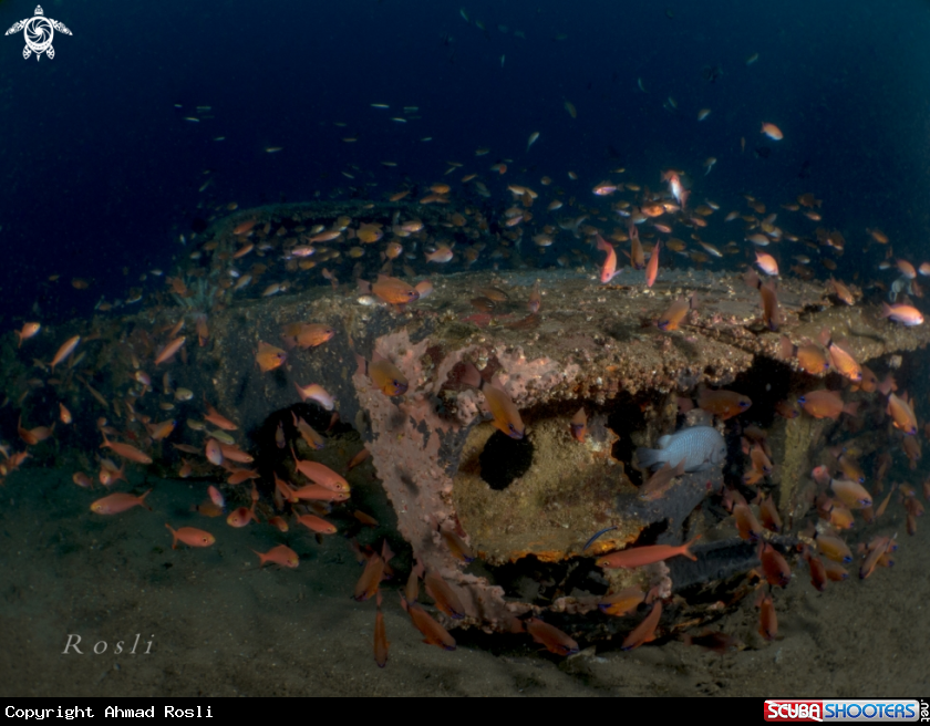 A Cardinalfish