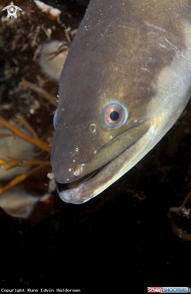 A European eel