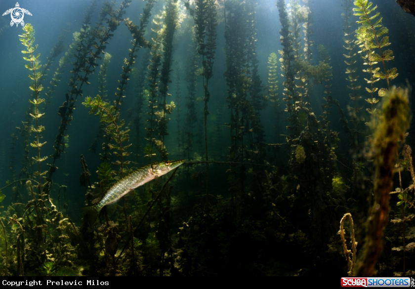 A pike