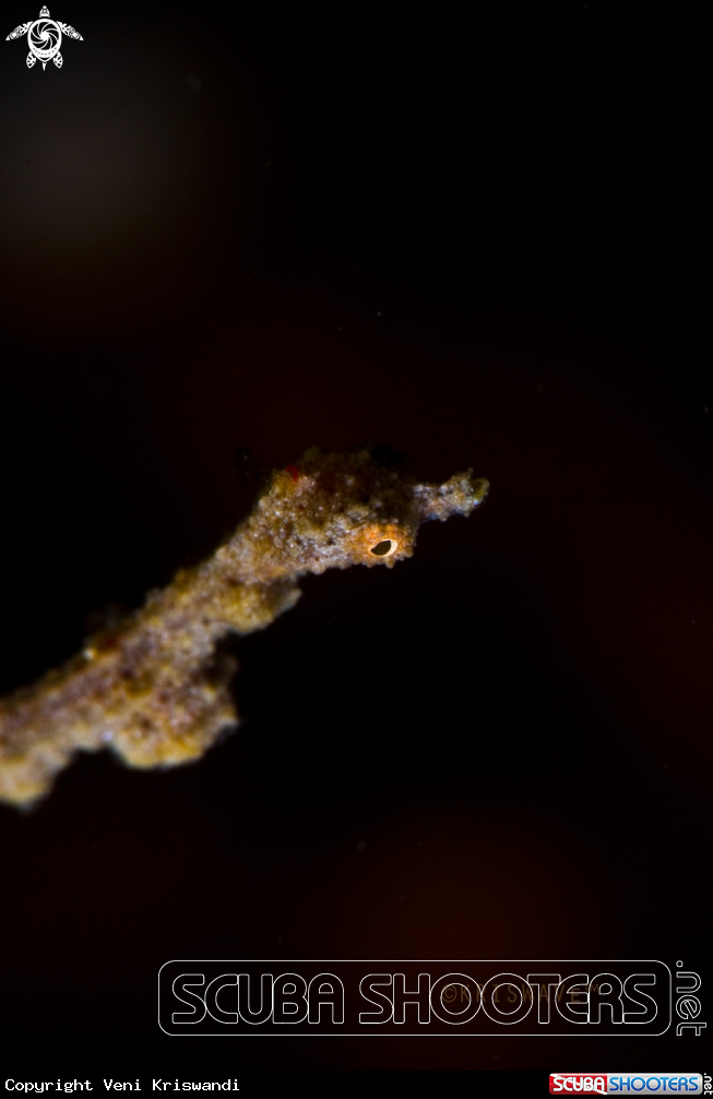 A Lembeh Sea Dragon