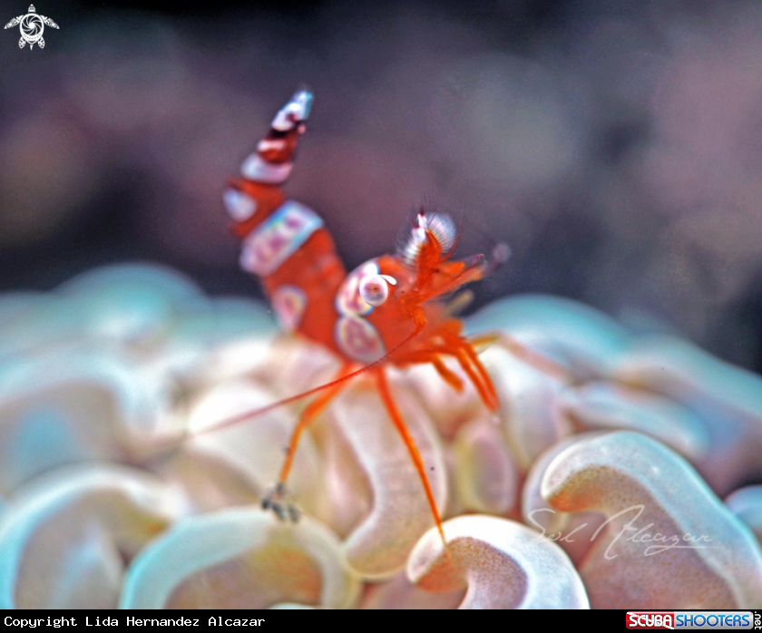 A sexy shrimp