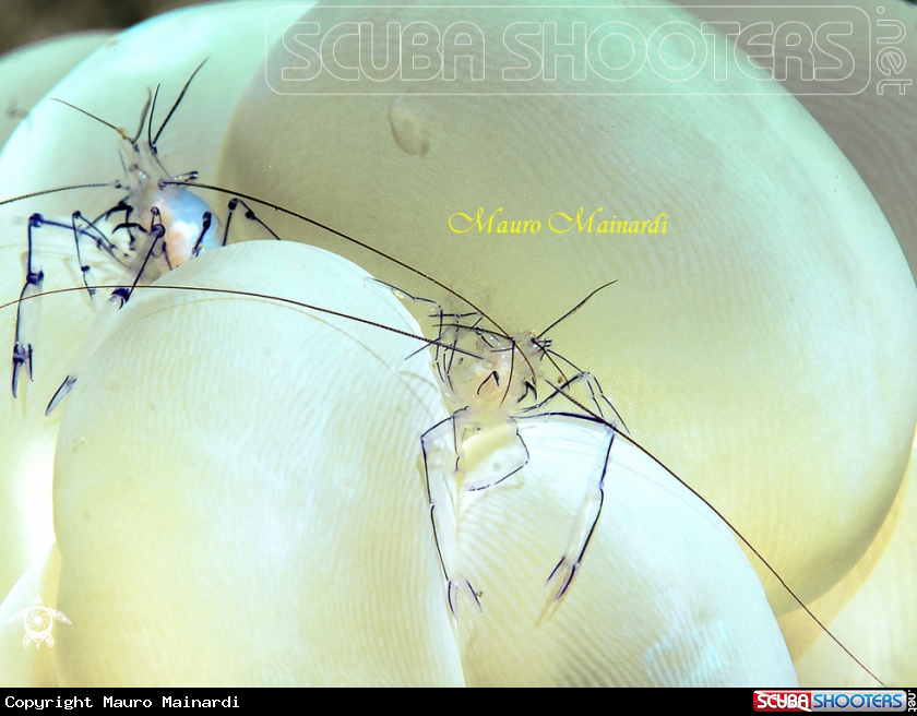 A Bubble coral shrimp