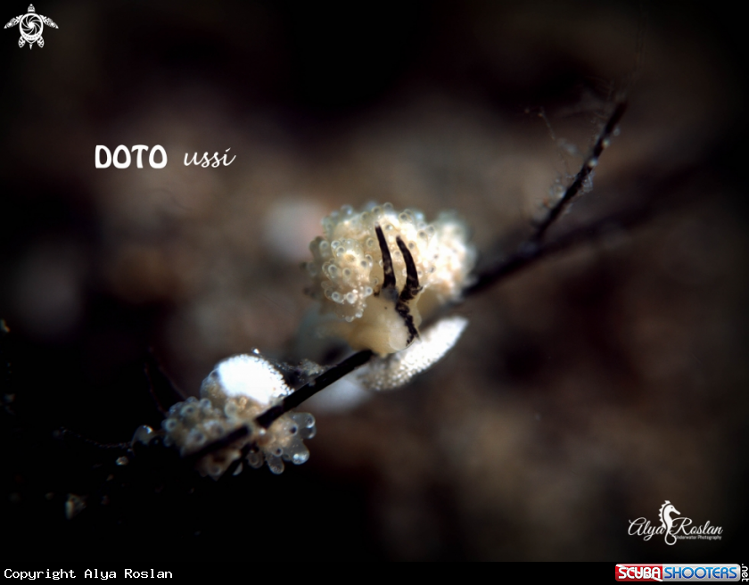 A Doto Ussi