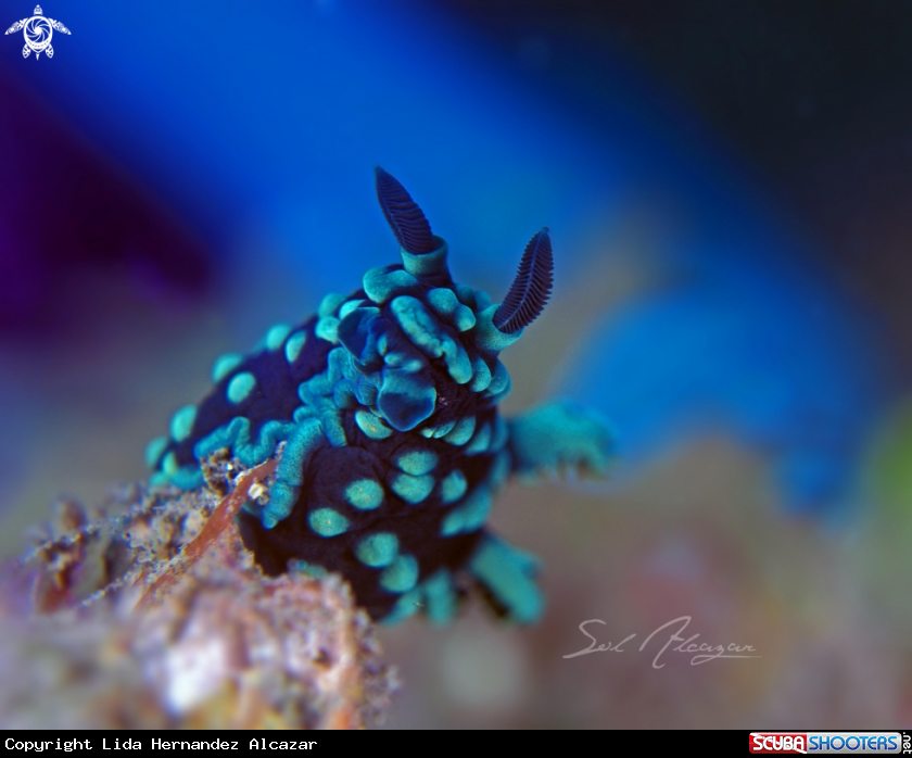 A nudibranch