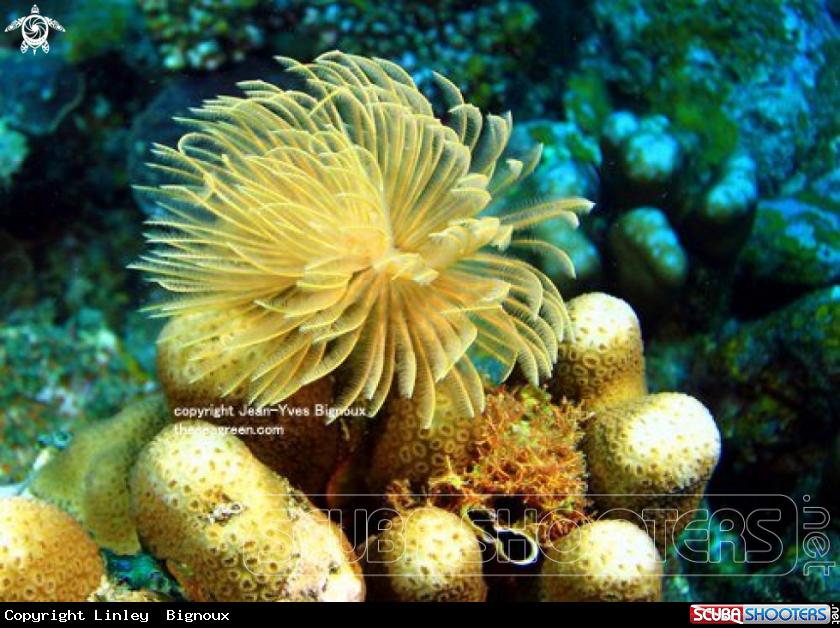 A Tube Coral