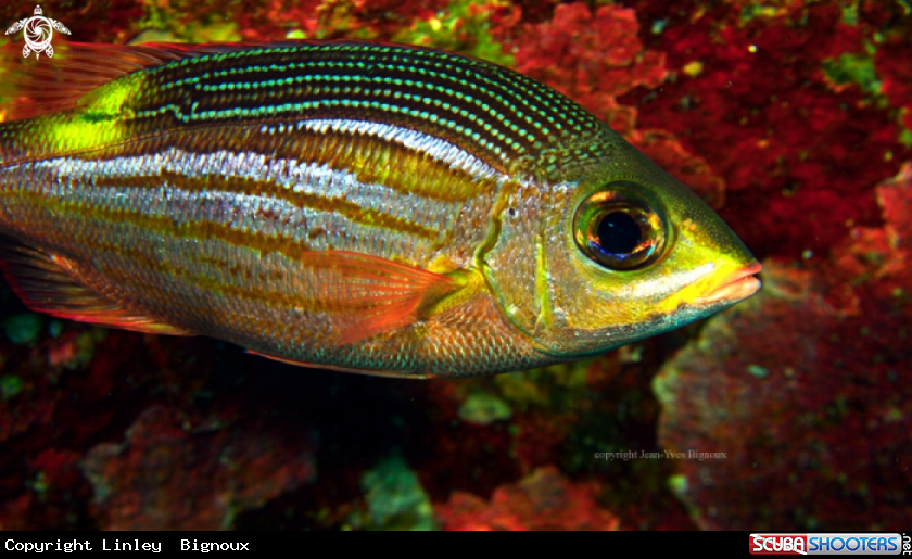 A Cardinal fish