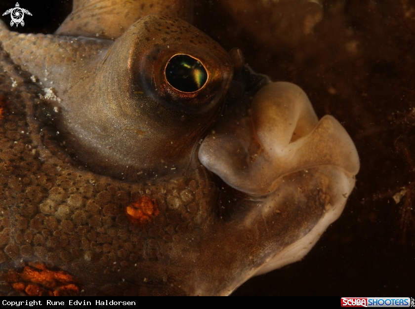 A Flounder