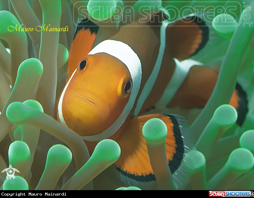 A Clown fish