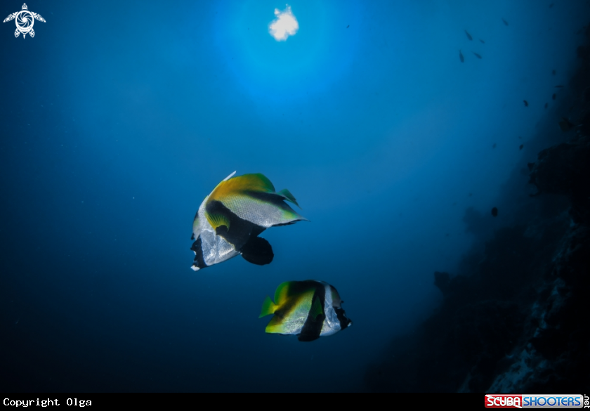 A Butterfly fish