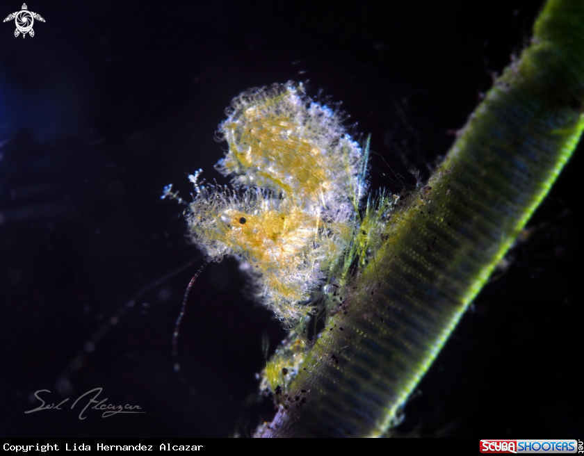 A skeleton shrimp