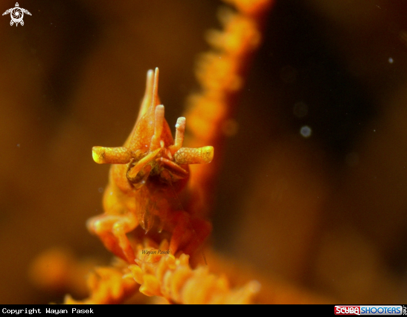 A Dragon shrimp