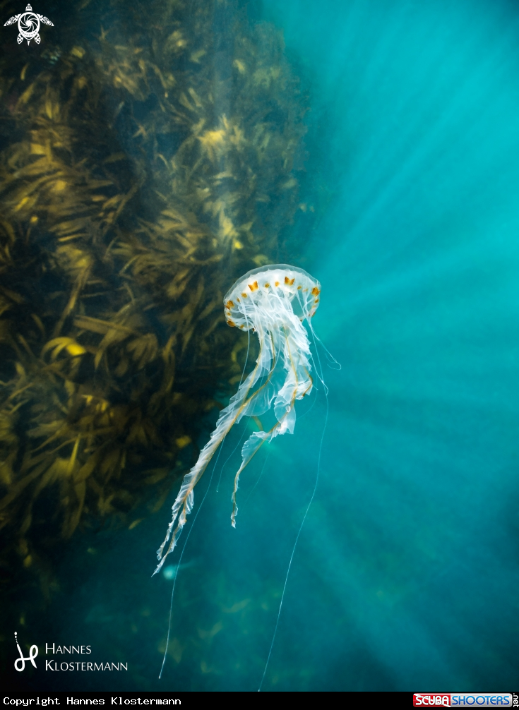 A Compass Jellyfish