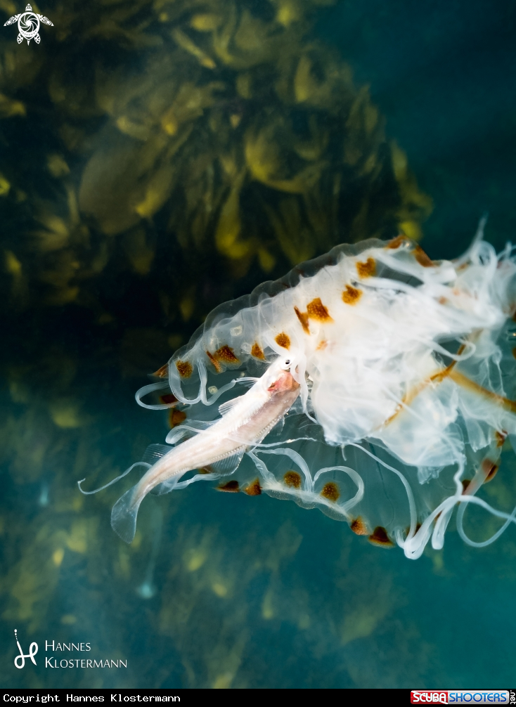 A Compass Jellyfish