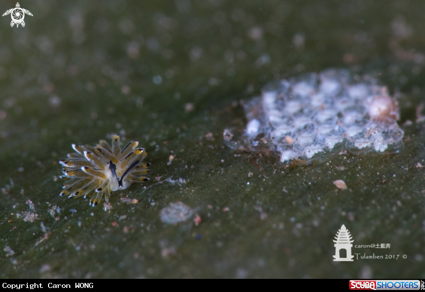 A Nudibranch