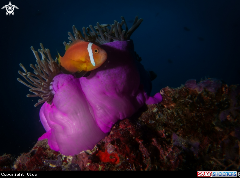 A Maldivian Clownfish