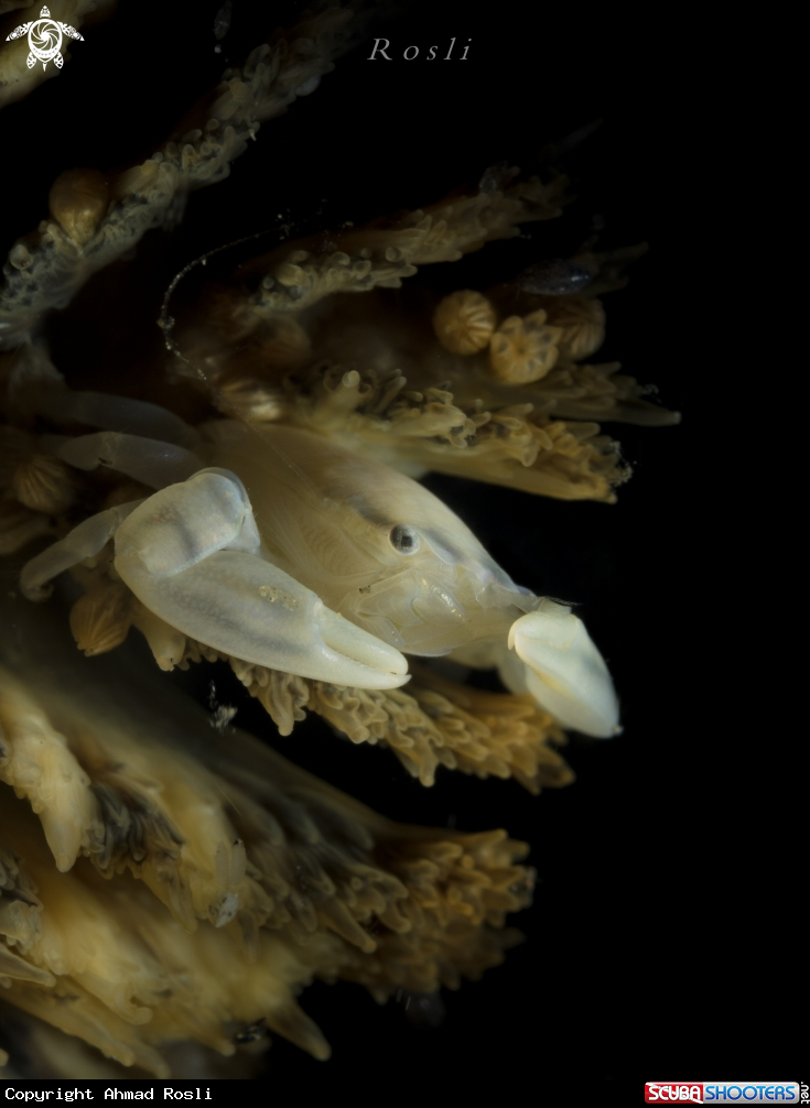 A Porcelain Crab