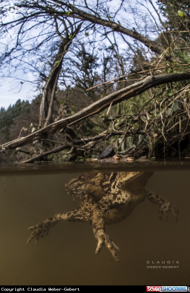 A toad