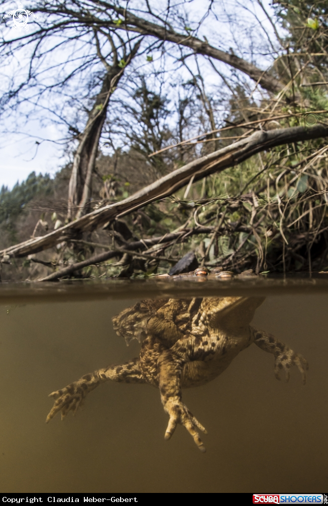 A toad