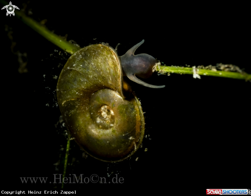 A Posthornschnecke (Planorbarius corneus)