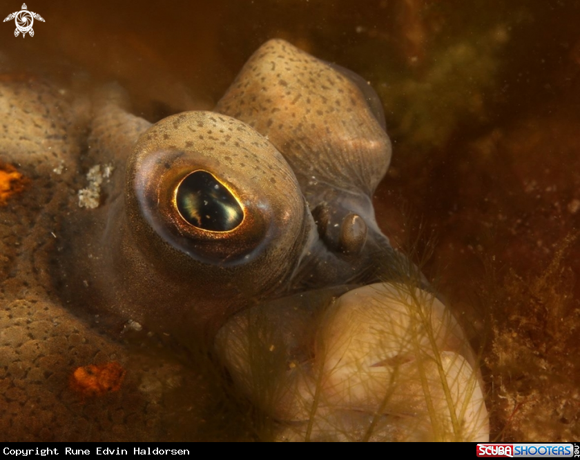 A Flounder