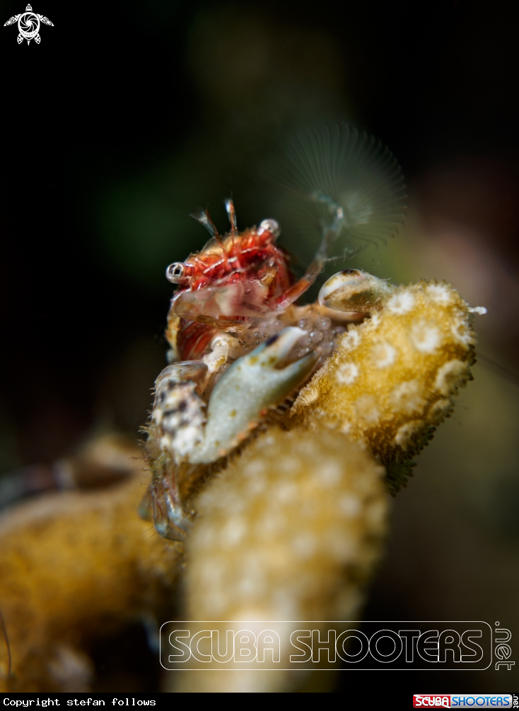A Porcelain Crab