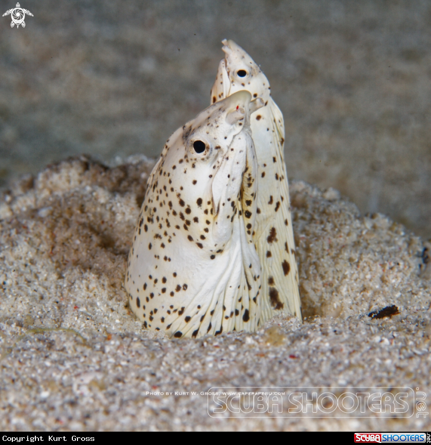 A spotted snake eal