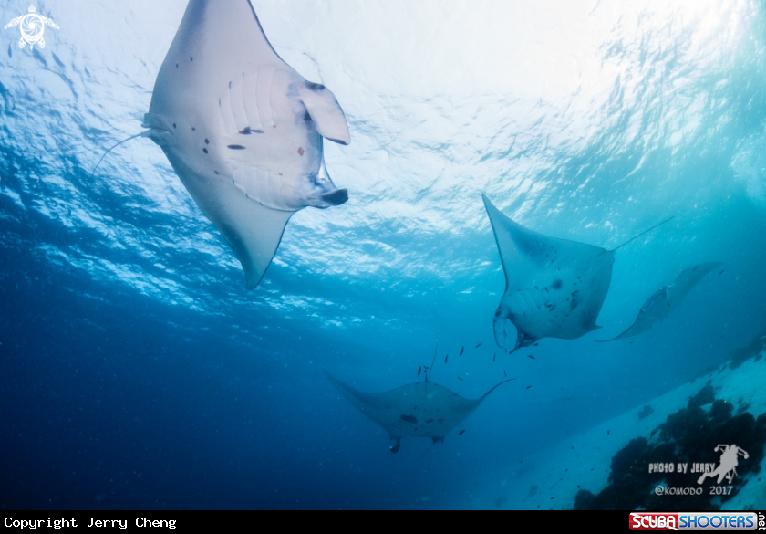 A Manta