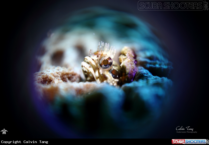 A Blenny