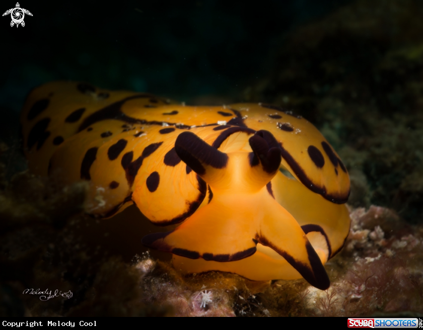 A Nudibranch