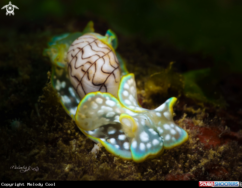 A Bubble Shell 