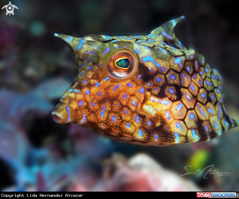 A cowfish
