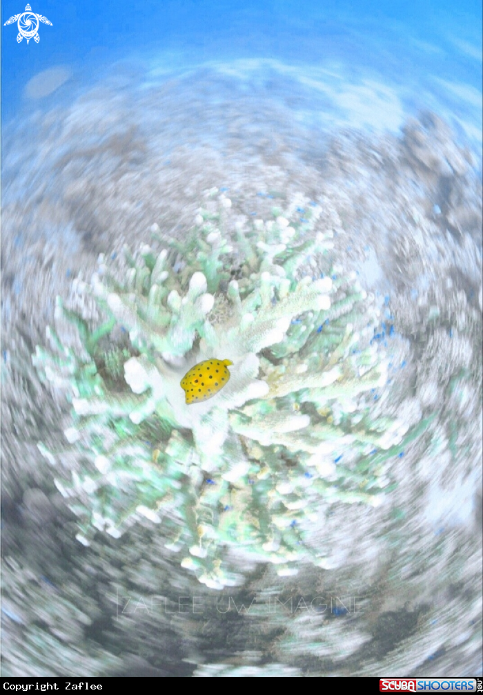 A YELLOW BOXFISH