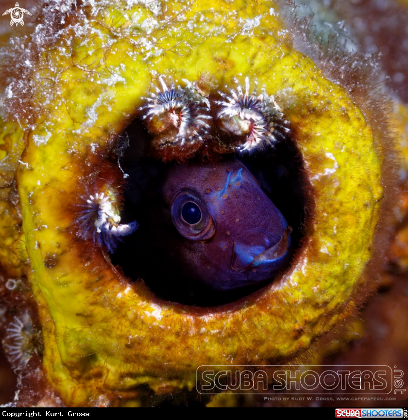 A Bicolour Blenny