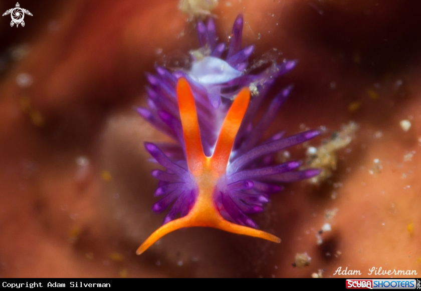 A Antonietta sp.