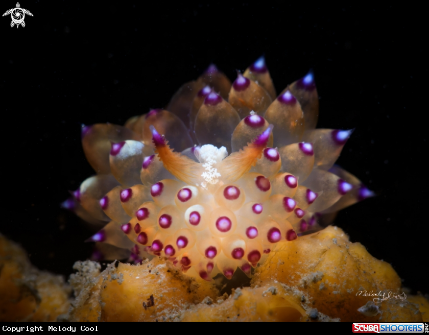 A Nudibranch