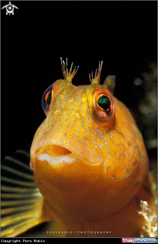A Ringneck blenny - female
