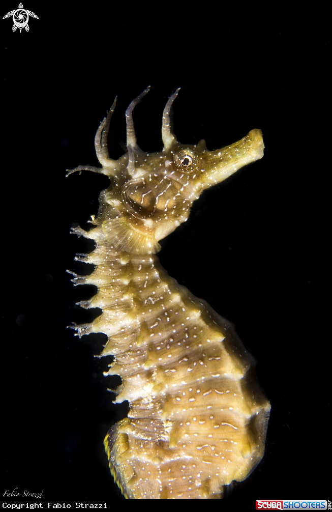 A Hippocampus guttulatus