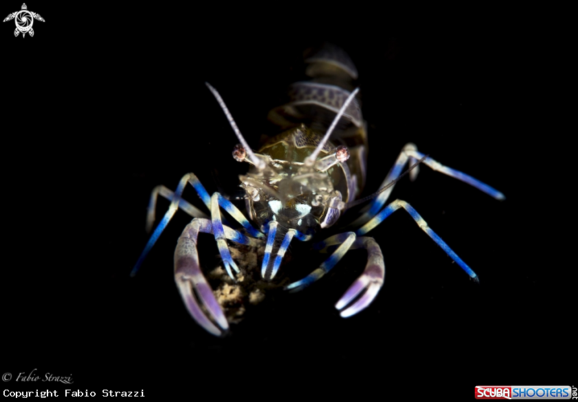 A Periclemenes amethysteus