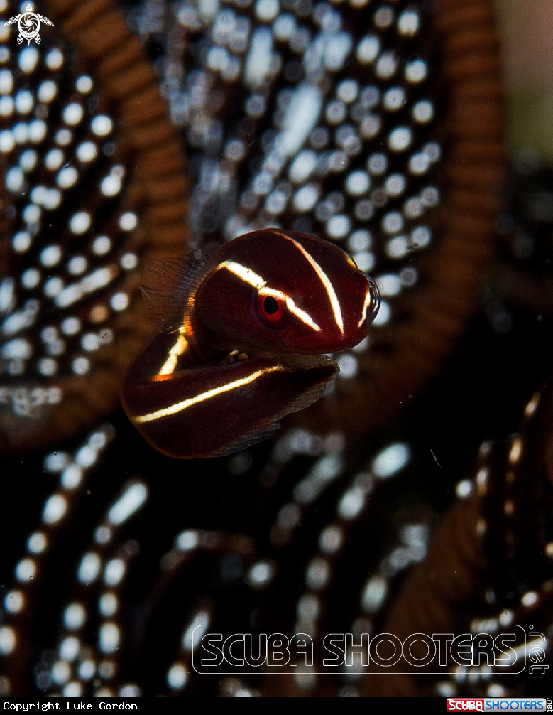 A Crinoid Clingfish