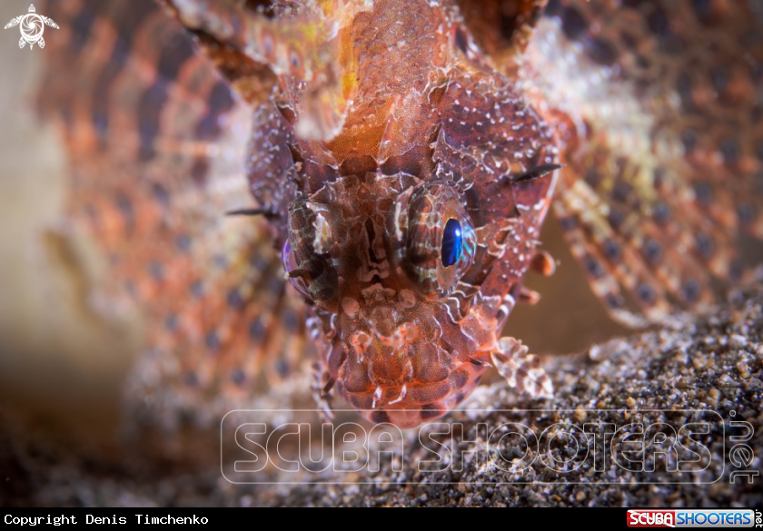 A FISH
