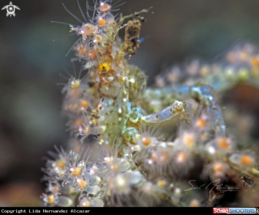 A decorator crab